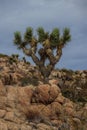 Joshua Tree National Park with its majestic desert landscape and beautiful rock formations and fauna Royalty Free Stock Photo