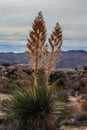 Joshua Tree National Park with its majestic desert landscape and beautiful rock formations and fauna Royalty Free Stock Photo