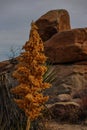 Joshua Tree National Park with its majestic desert landscape and beautiful rock formations and fauna Royalty Free Stock Photo