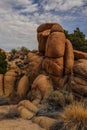 Joshua Tree National Park with its majestic desert landscape and beautiful rock formations and fauna Royalty Free Stock Photo