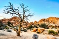 Joshua Tree National Park Landscape with Old Tree at Sunset, California Royalty Free Stock Photo