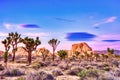 Joshua Tree National Park Landscape at Sunset, California Royalty Free Stock Photo