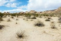 Joshua Tree National Park, Mojave Desert, California