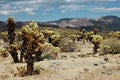 Joshua Tree National Park, Mojave Desert, California