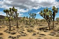 Joshua Tree National Park, Mojave Desert, California, USA Royalty Free Stock Photo