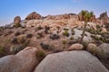 Joshua Tree National Park scenery at sunset, USA Royalty Free Stock Photo