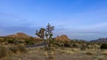 Joshua tree national park in South West California shot during twilight hours