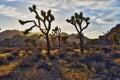 Joshua Tree National Park Sunset Royalty Free Stock Photo