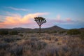 Joshua Tree National Park Sunset Royalty Free Stock Photo