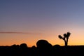 Joshua Tree National Park Sunset Silhouette 2 Royalty Free Stock Photo