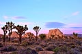 Joshua Tree National Park at Sunset Royalty Free Stock Photo