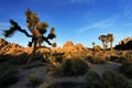 Joshua Tree National Park at Sunset, USA Royalty Free Stock Photo