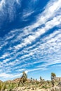 Joshua Tree National Park under blue and cirrus skies