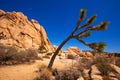 Joshua Tree National Park Yucca Valley Mohave desert California