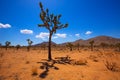 Joshua Tree National Park Yucca Valley Mohave desert California