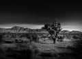 Black and White Photo of a Joshua Tree