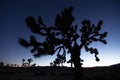 Joshua tree outline in the evening sky