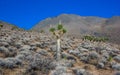 Joshua tree, palm tree yucca (Yucca brevifolia), thickets of yucca and other drought-resistant plants on the slopes Royalty Free Stock Photo