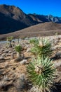 Joshua tree, palm tree yucca (Yucca brevifolia), thickets of yucca and other drought-resistant plants on the slopes Royalty Free Stock Photo