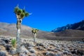Joshua tree, palm tree yucca (Yucca brevifolia), thickets of yucca and other drought-resistant plants on the slopes. Royalty Free Stock Photo