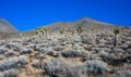 Joshua tree, palm tree yucca (Yucca brevifolia), thickets of yucca and other drought-resistant plants on the slopes Royalty Free Stock Photo
