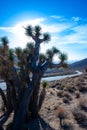 Joshua tree, palm tree yucca (Yucca brevifolia), thickets of yucca and other drought-resistant plants on the slopes Royalty Free Stock Photo