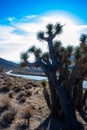 Joshua tree, palm tree yucca (Yucca brevifolia), thickets of yucca and other drought-resistant plants on the slopes Royalty Free Stock Photo