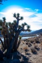 Joshua tree, palm tree yucca (Yucca brevifolia), thickets of yucca and other drought-resistant plants on the slopes Royalty Free Stock Photo