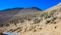 Joshua tree, palm tree yucca (Yucca brevifolia), thickets of yucca and other drought-resistant plants on the slopes Royalty Free Stock Photo