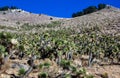 Joshua tree, palm tree yucca (Yucca brevifolia), thickets of yucca and other drought-resistant plants on the slopes Royalty Free Stock Photo