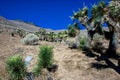 Joshua tree, palm tree yucca (Yucca brevifolia), thickets of yucca and other drought-resistant plants on the slopes Royalty Free Stock Photo