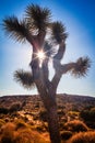 Joshua tree park at sunset, in Mojave Desert, California Royalty Free Stock Photo