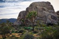 Joshua Tree Rock Formations, Joshua Tree National Park, California Royalty Free Stock Photo