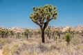 Joshua Tree