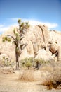 Joshua Tree, rocky terrain