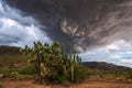 Joshua Tree and Saguaro Cactus with dramatic storm clouds in the background.