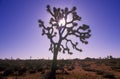 Joshua Tree silhouette, desert in bloom, CA Royalty Free Stock Photo