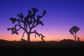 Joshua Tree silhouette, desert in bloom, CA Royalty Free Stock Photo