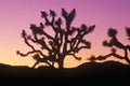Joshua Tree silhouette, desert in bloom, CA Royalty Free Stock Photo