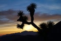 Joshua Tree Silhouette in Desert Sunset Royalty Free Stock Photo