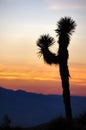 Joshua Tree Silhouette. Royalty Free Stock Photo