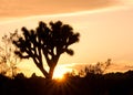 Joshua Tree Silhouette in Sunset Royalty Free Stock Photo