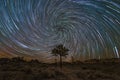 Joshua Tree Spiral Star Trails Royalty Free Stock Photo