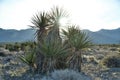 Joshua Tree Sunglare Royalty Free Stock Photo