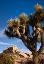 Joshua Tree Sunrise Cloud Landscape California National Park Royalty Free Stock Photo