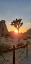 Joshua tree sunset Royalty Free Stock Photo