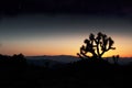 Joshua Tree Under The Stars Royalty Free Stock Photo