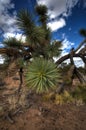 Joshua Tree Up close in the Arizona Desert Royalty Free Stock Photo