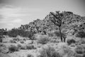 Joshua Tree Valley