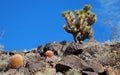 Joshua Tree (Yucca brevifolia) on Arden Peak near Las Vegaas, Nevada. Royalty Free Stock Photo